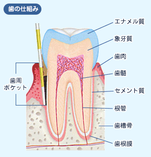 >歯のしくみと用語イメージ