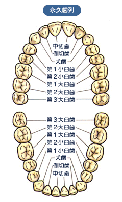 永久歯列