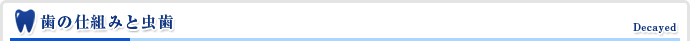 歯の仕組みと虫歯